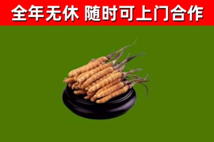 长乐烟酒回收冬虫夏草.jpg